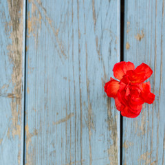 röd nejlika på turkos sliten träbakgrund