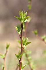 spring green leaves on a branch