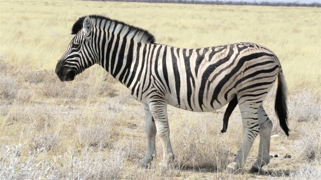 Zebras male ready for mating in african bush