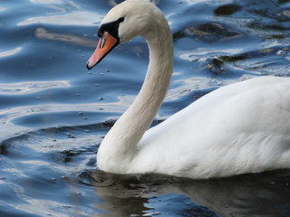 Swan