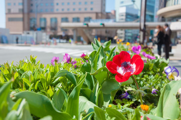 Red flowers bloom alongside the pathway