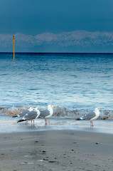 Seagulls on the beach at Himi, Japan