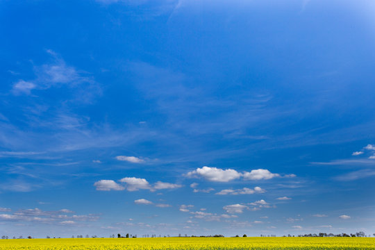 Fototapeta Błękitne niebo nad rozległym polem rzepaku