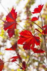 Red leafs