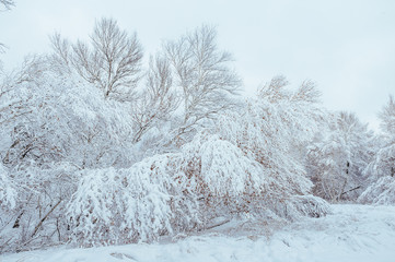New Year tree in winter forest. Beautiful winter landscape with