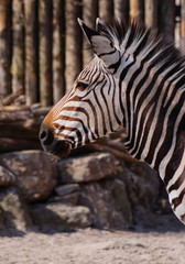 Fototapeta premium Zebra Portrait