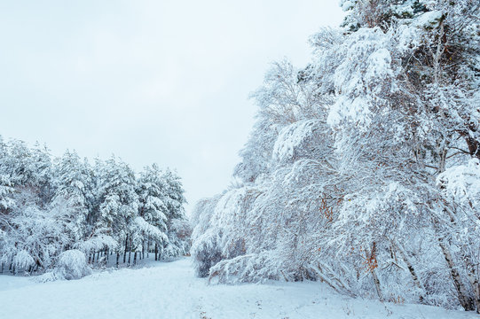 New Year tree in winter forest. Beautiful winter landscape with