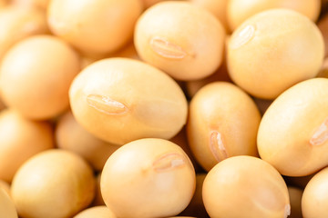 soybean