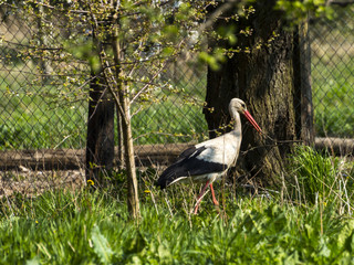 Stork
