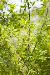 Pianta, ragnatela e vermi