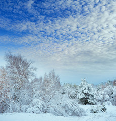 New Year tree in winter forest. Beautiful winter landscape with