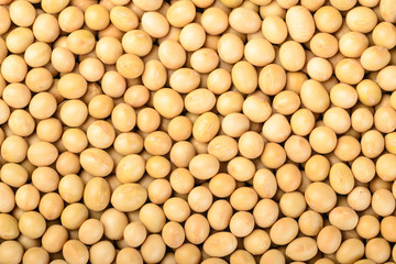 soybean