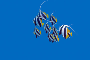 Fototapeta na wymiar shoal of bannerfishes in tropical sea, underwater