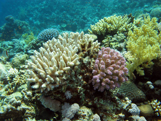 colorful coral reef in  tropical sea, underwater