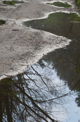 Obraz na płótnie Canvas trees reflection in water