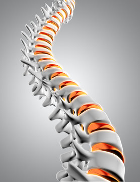 3D spine with discs highlighted