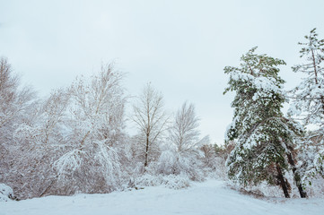 New Year tree in winter forest. Beautiful winter landscape with