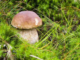 Wild mushroom