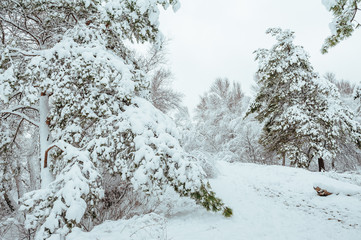 New Year tree in winter forest. Beautiful winter landscape with