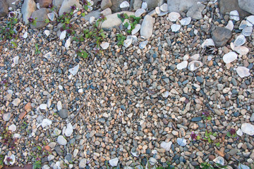 small stones and shell near the river