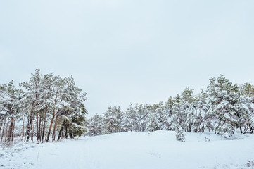 New Year tree in winter forest. Beautiful winter landscape with