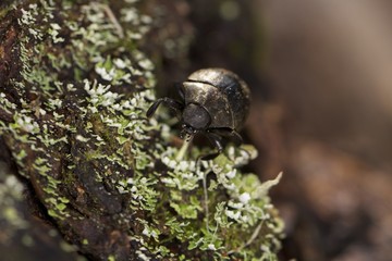 Käfer