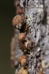 Pilz