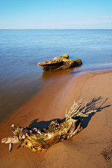 Tree stumps on the beach. Baltic Sea coast, Pomerania, Poland. 