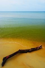 Driftwood on the beach. Baltic sea coast, Pomerania, Poland. 