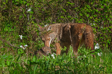 Adult Coyote (Canis latrans) and Pup Share a Moment