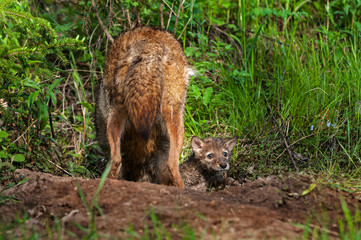 Coyote (Canis latrans) Pups Pops Head out of Densite