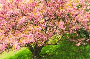 Blooming japanese cherry tree, toned image