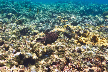Plakat Coral reef and fish