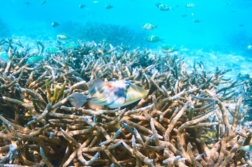 Plakat Coral reef at Maldives