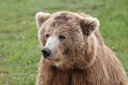 Portrait of brown bear