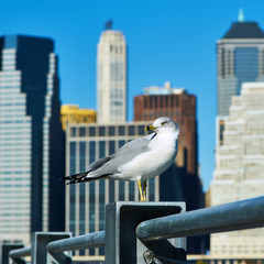 Seagull with Manhattan in background.