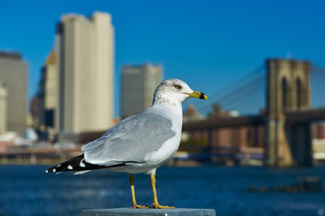 Seagull with Manhattan in background.