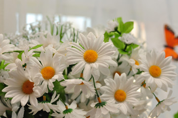 Bouquet of wild white daisies and butterfly