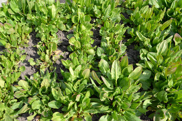 The sorrel sour grows on a bed