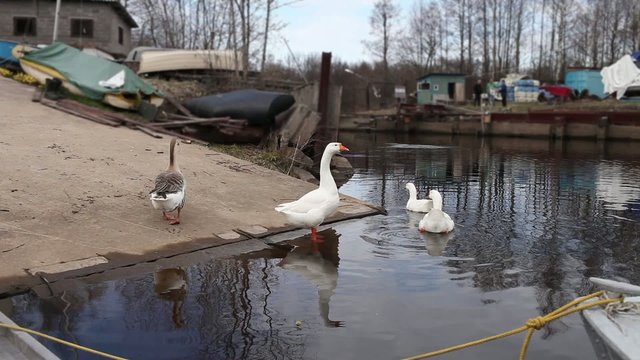 Domestic geese on the shore