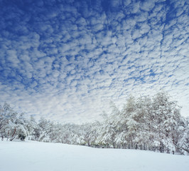 New Year tree in winter forest. Beautiful winter landscape with