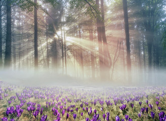 Solar flower- crocuses