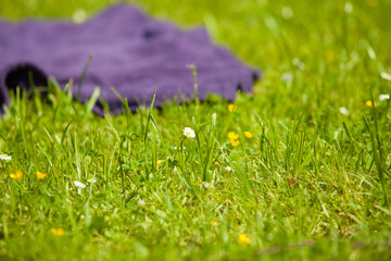 Picnic. Violet blanket on the green grass of meadow