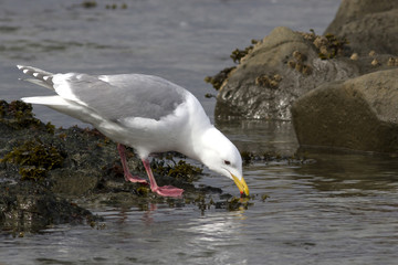 Glaucous-winged gull which forage in the band tide