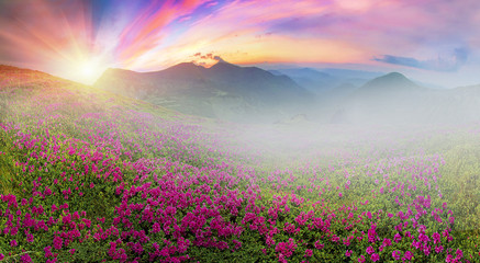 Fototapeta na wymiar Flowering mountains of Ukraine