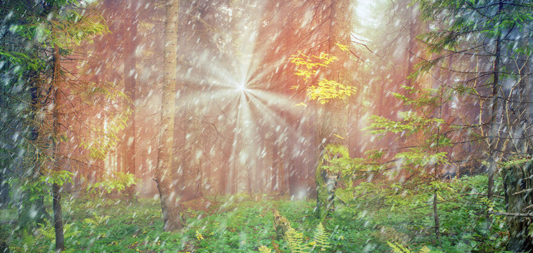 Fototapeta Radiance misty forest