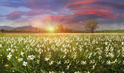 Fototapeta premium Narcissus Valley