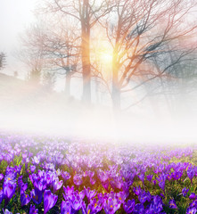 Fototapeta na wymiar Saffron in the fog