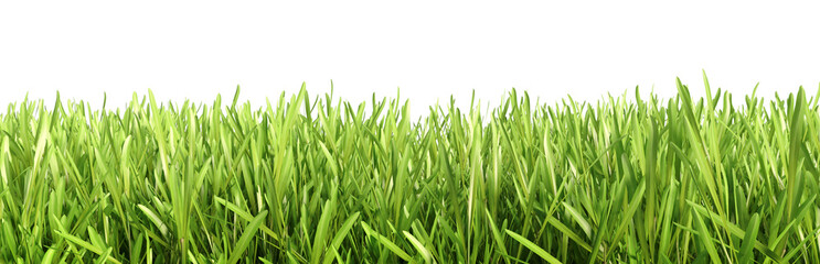 Fototapeta na wymiar Isolated green grass. High resolution