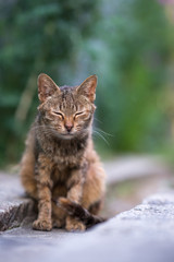 Obraz premium リラックスするのらねこ